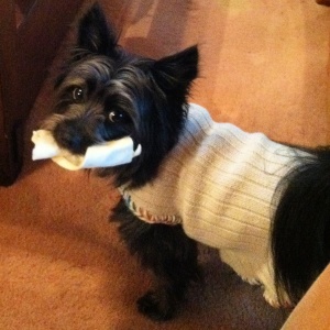 Got a bone and a sweater for my birthday